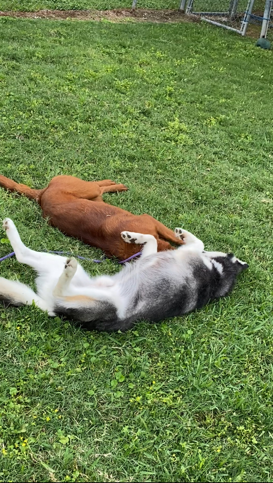 Mars, a Adoptable Labrador Retriever in Houston, TX image 4/6