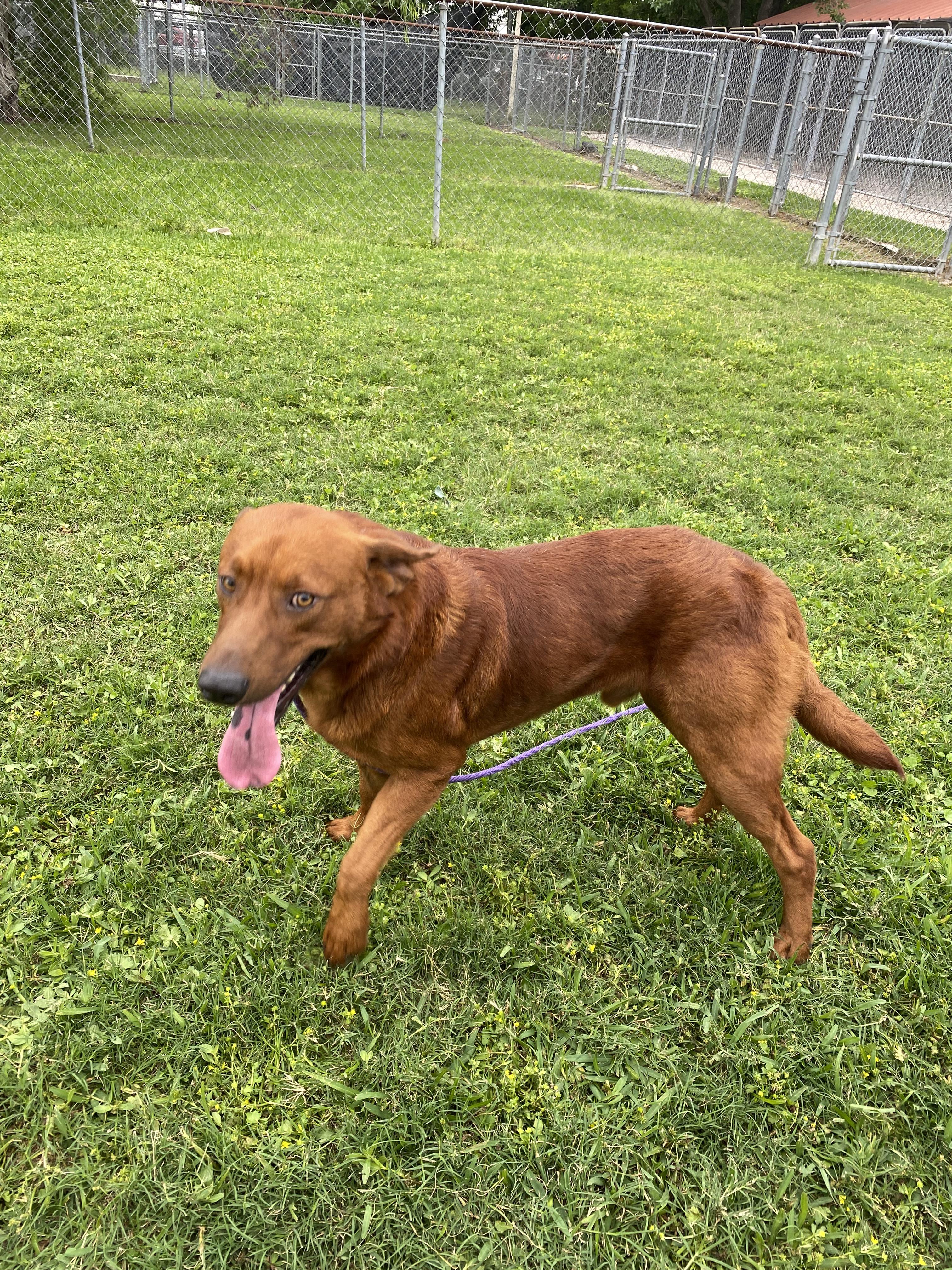 Mars, a Adoptable Labrador Retriever in Houston, TX image 5/6