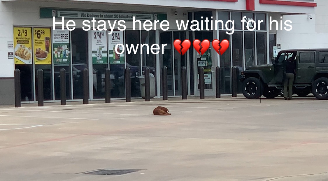 Mars, a Adoptable Labrador Retriever in Houston, TX image 6/6