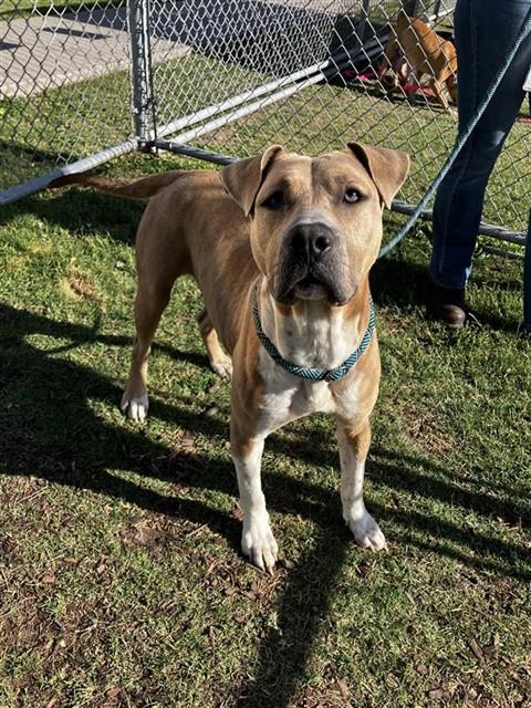 MAPLE, Adoptable, Young Female Pit Bull Terrier & Mixed Breed.
