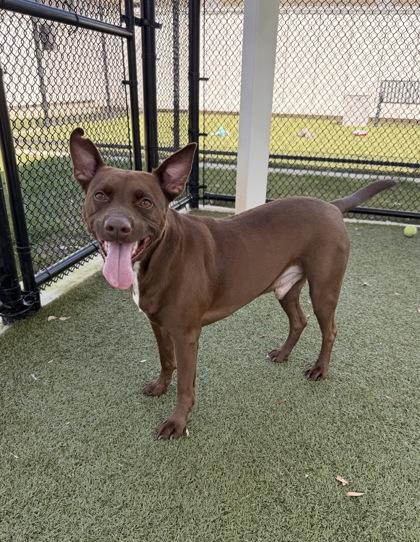 Enlarge Dozer, a Adoptable mixed breed in Daphne, AL image 1/3