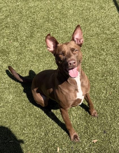 Enlarge Dozer, a Adoptable mixed breed in Daphne, AL image 2/3