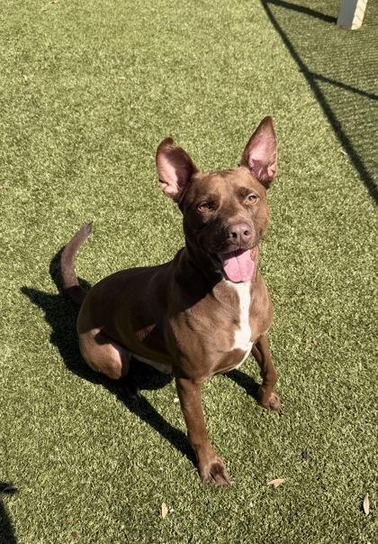 Enlarge Dozer, a Adoptable mixed breed in Daphne, AL image 3/3