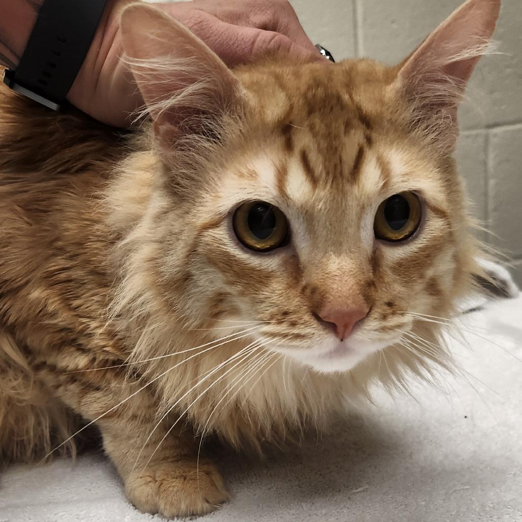 Tobey, Adoptable, Adult Male Domestic Long Hair.