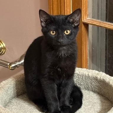 Enlarge Sephora, a ADOPTABLE Domestic Short Hair in Murfreesboro, TN image 1/1