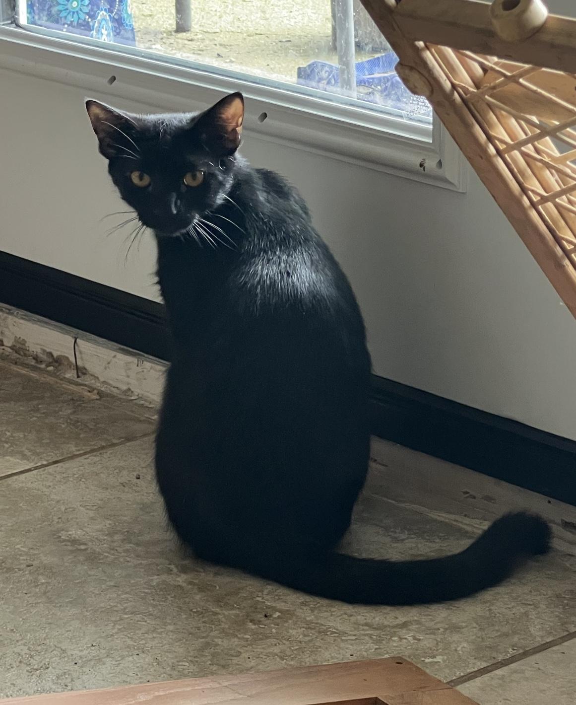 Sephora, ADOPTABLE, Kitten Female Domestic Short Hair.
