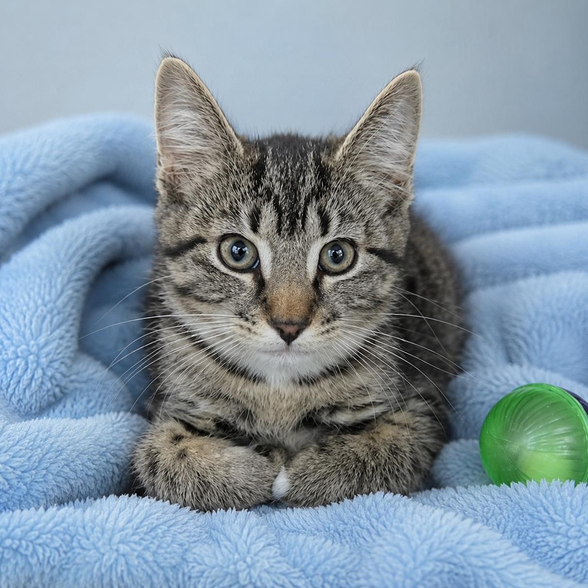 Enlarge Toes, a ADOPTABLE Domestic Short Hair in Stafford, VA image 1/1