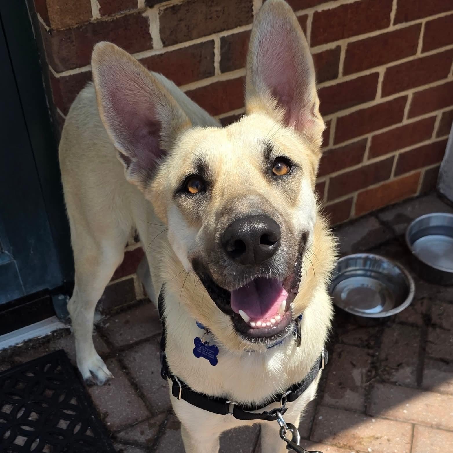 Bucket, an adoption pending mixed breed in Potomac, MD image 1/6