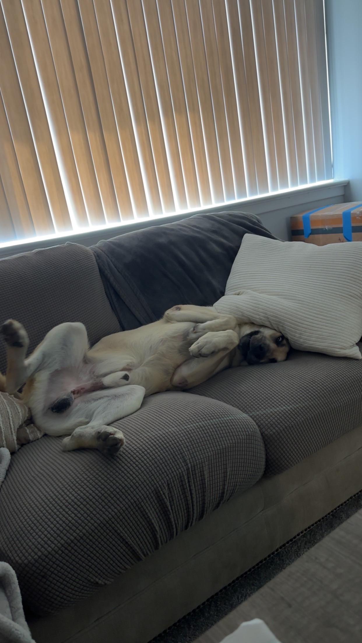 Bucket, an adoption pending mixed breed in Potomac, MD image 2/6