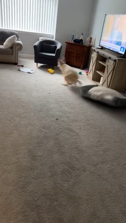 Enlarge Bucket, an adoption pending mixed breed in Potomac, MD video 6/6