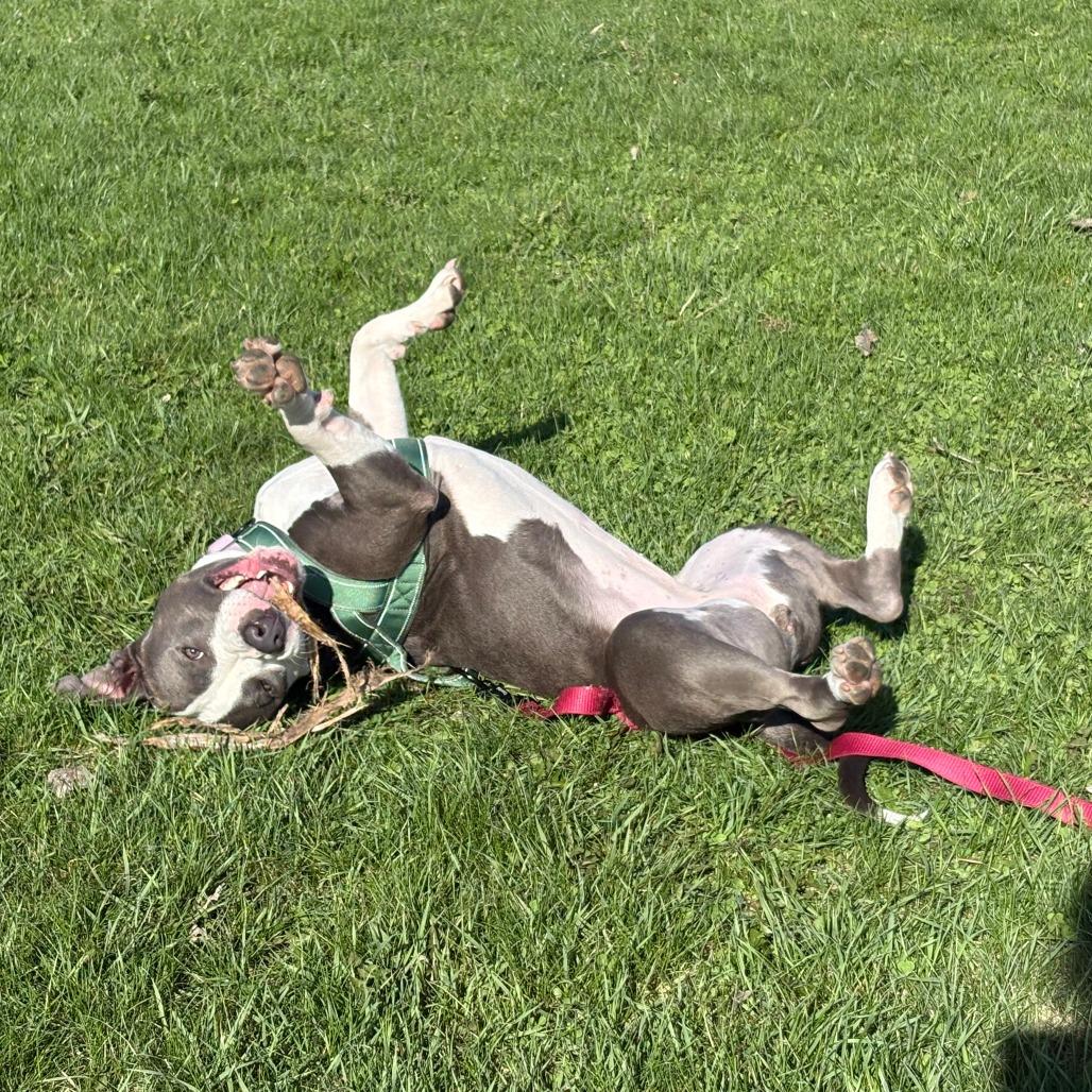 Sofi, Adoptable, Adult Female Pit Bull Terrier & Mixed Breed.