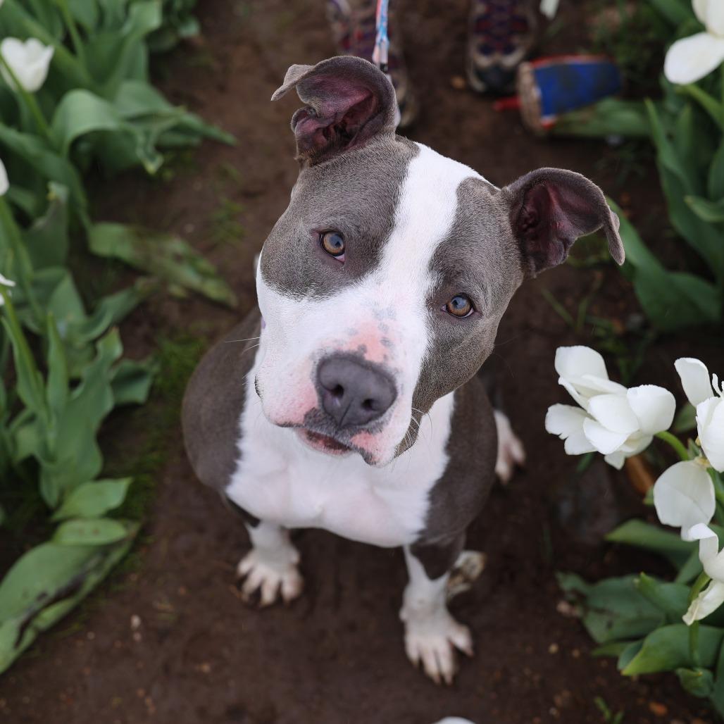 Enlarge Sofi, a Adoptable mixed breed in Madison, WI image 3/6