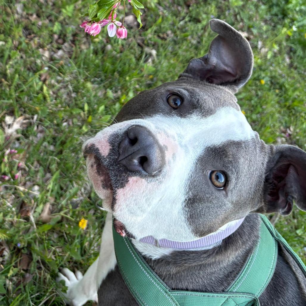 Sofi, a Adoptable mixed breed in Madison, WI image 3/6