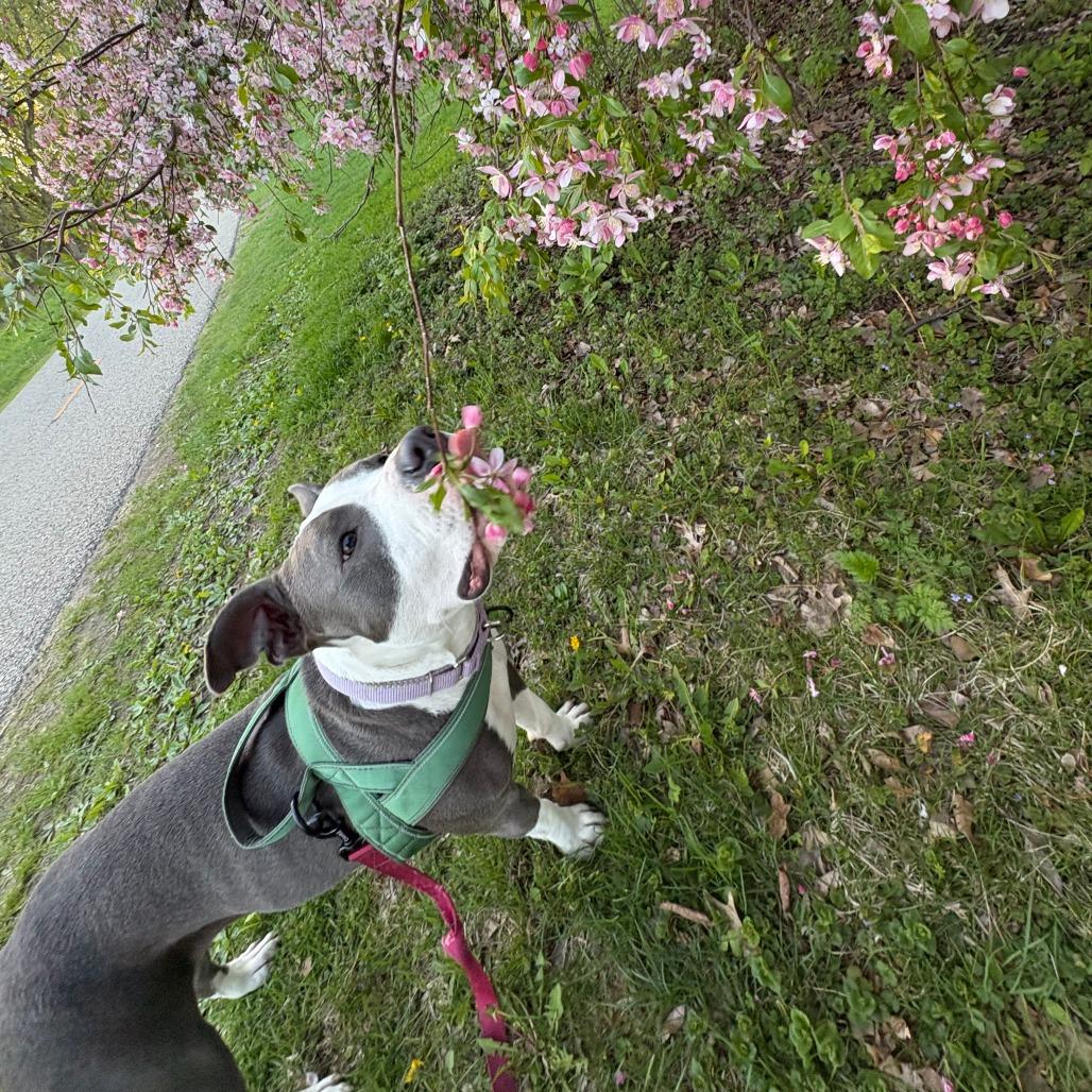 Sofi, a Adoptable mixed breed in Madison, WI image 4/6