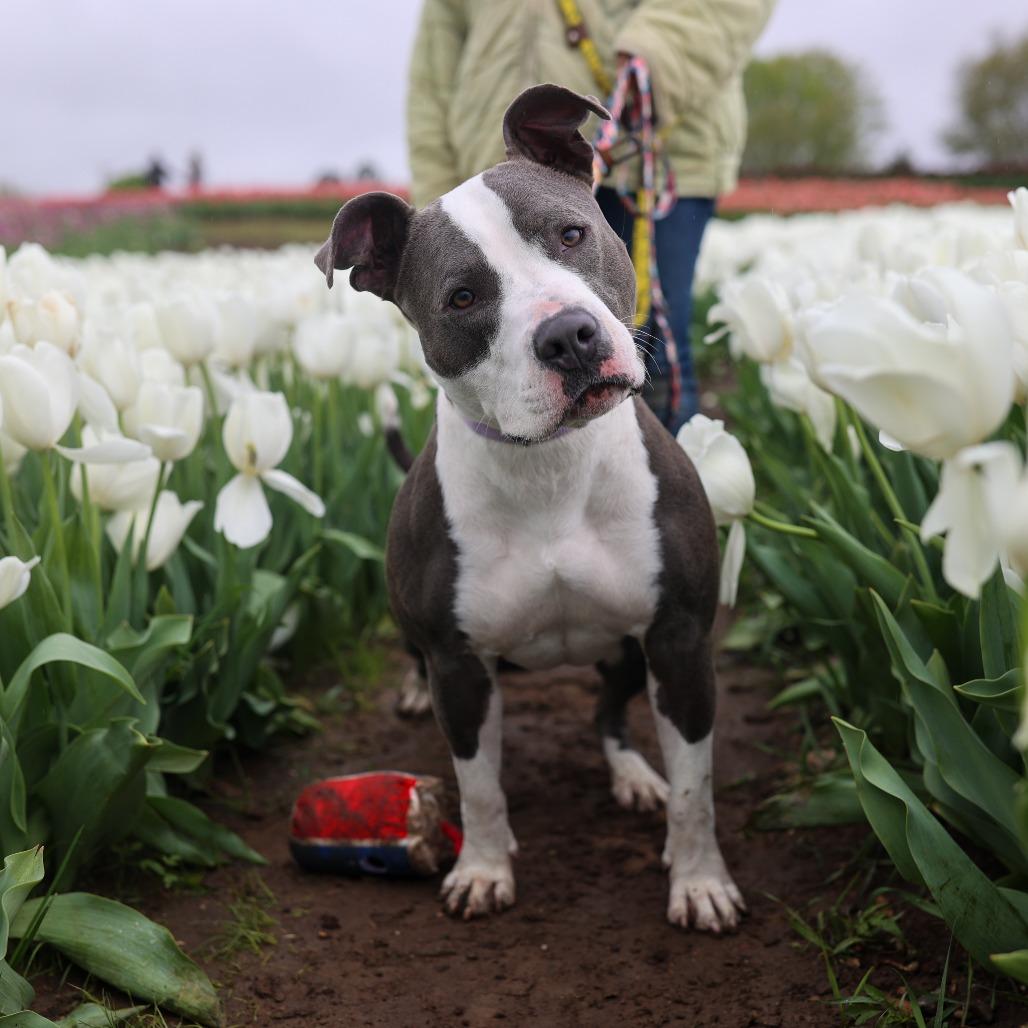 Sofi, a Adoptable mixed breed in Madison, WI image 5/6