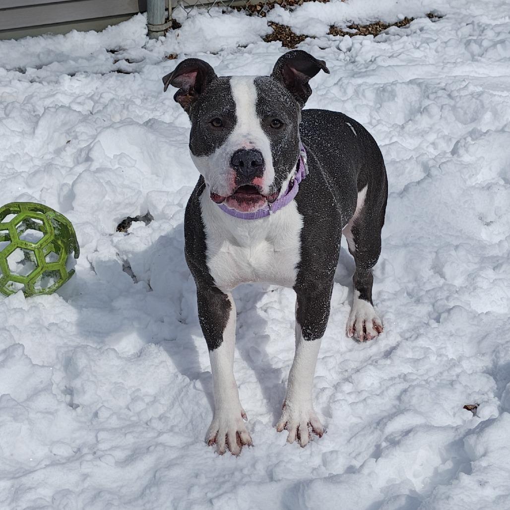 Sofi, a Adoptable mixed breed in Madison, WI image 6/6