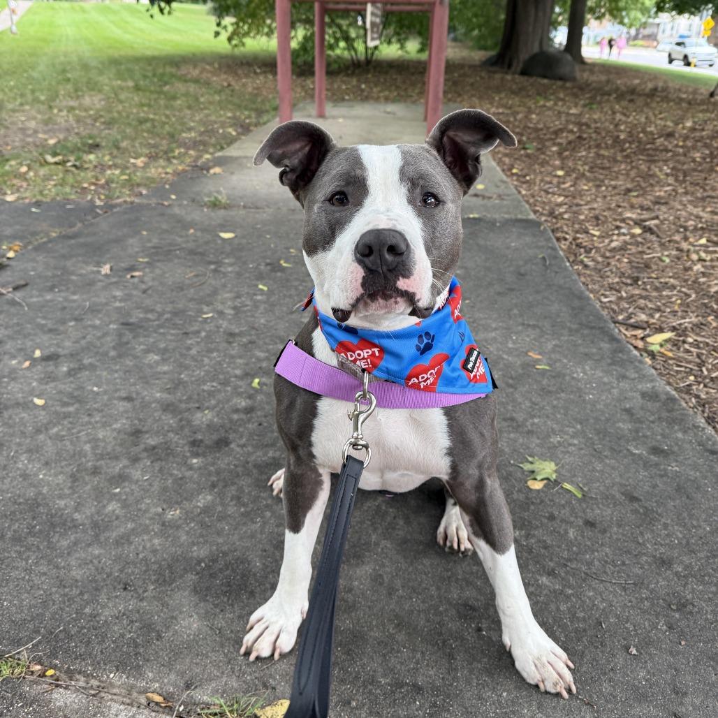 Enlarge Sofi, a Adoptable mixed breed in Madison, WI image 6/6