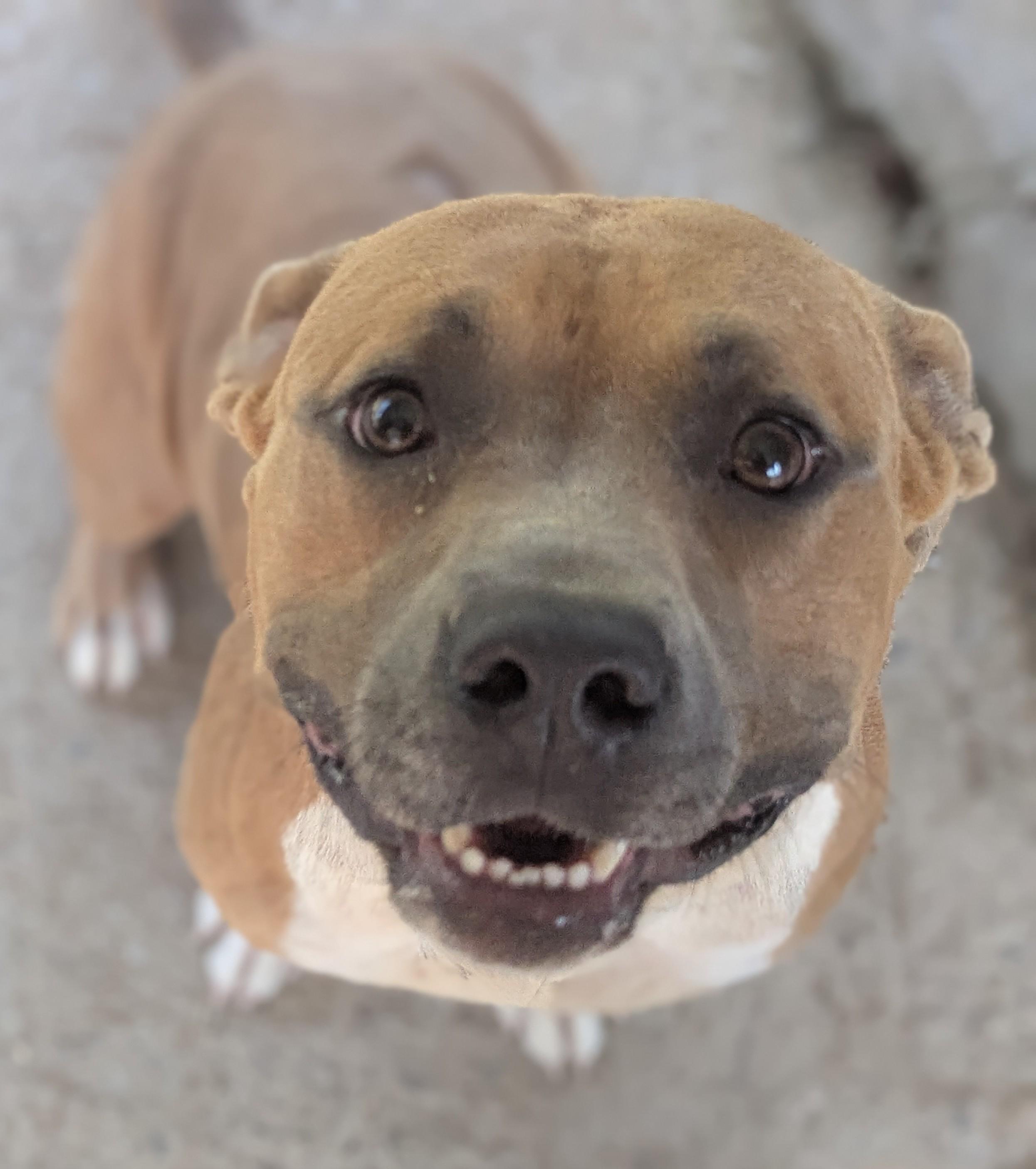 Sonic, a Adoptable Mixed Breed in Talbott, TN image 2/5