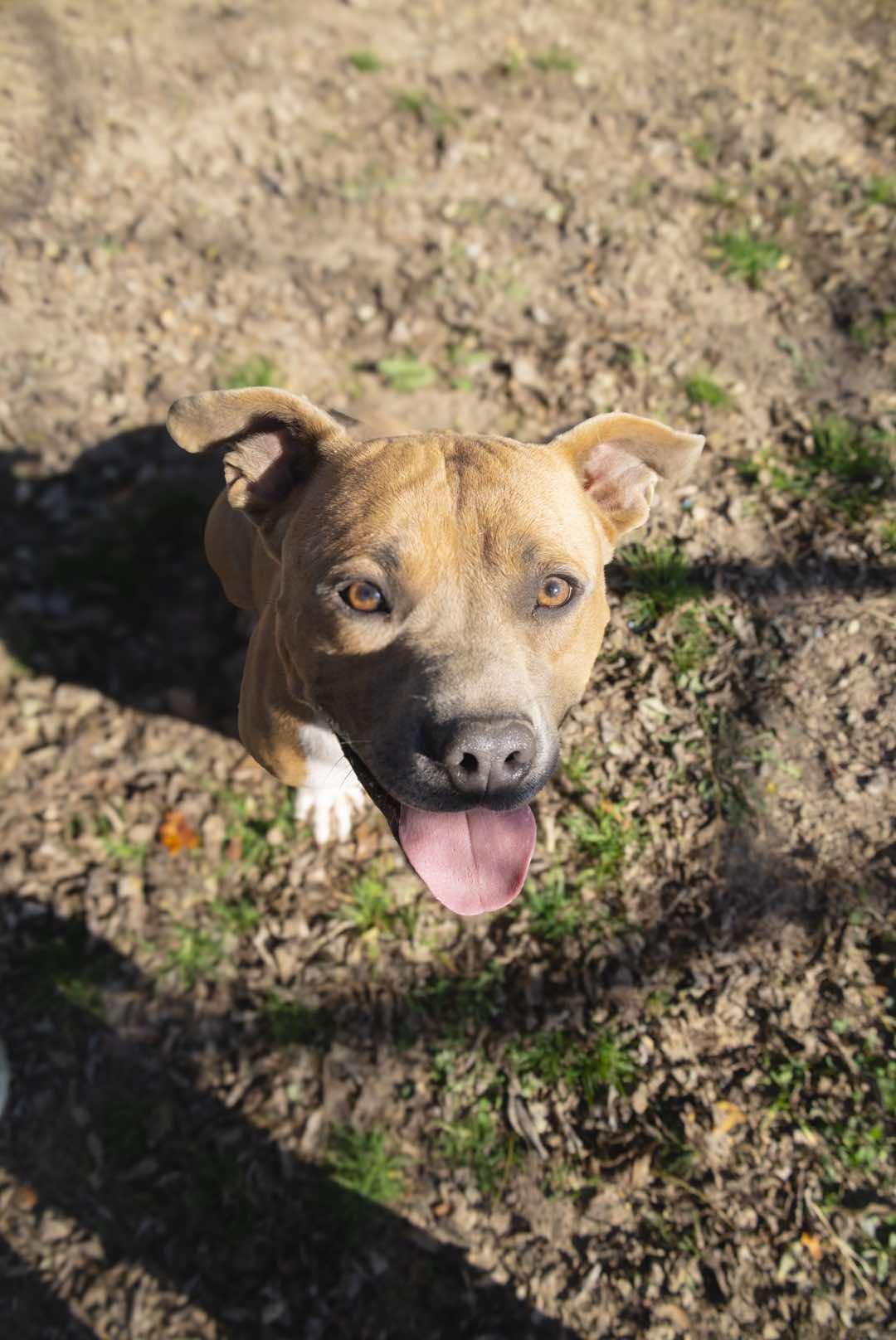 Sonic, a Adoptable Mixed Breed in Talbott, TN image 3/5