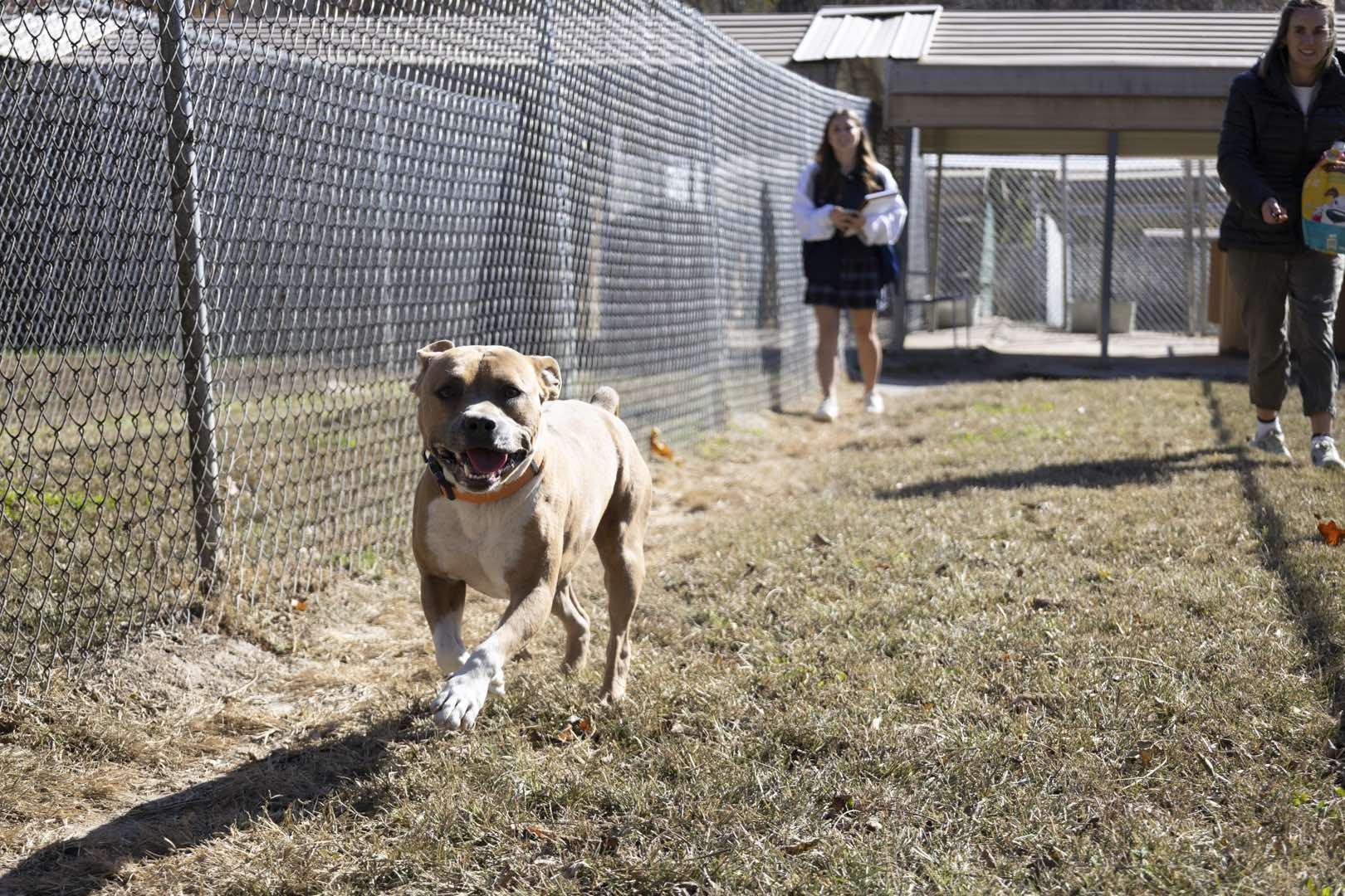 Sonic, a Adoptable Mixed Breed in Talbott, TN image 4/5