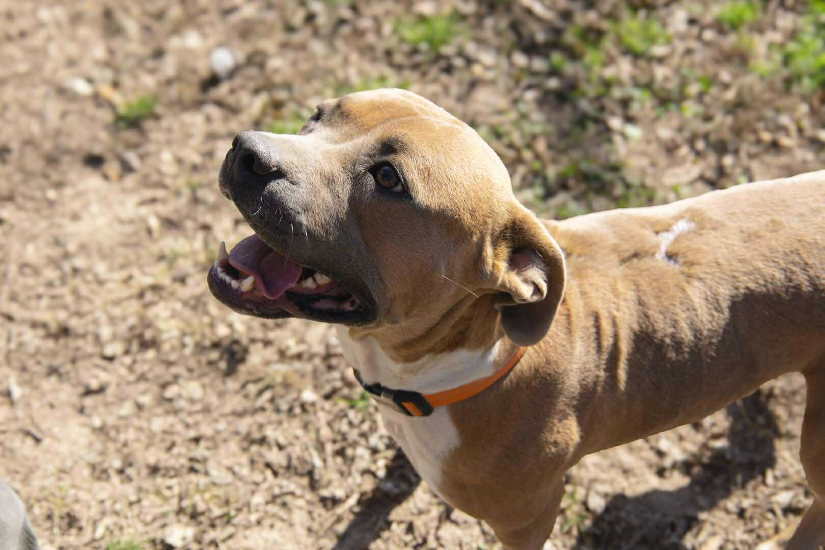 Sonic, a Adoptable Mixed Breed in Talbott, TN image 1/5