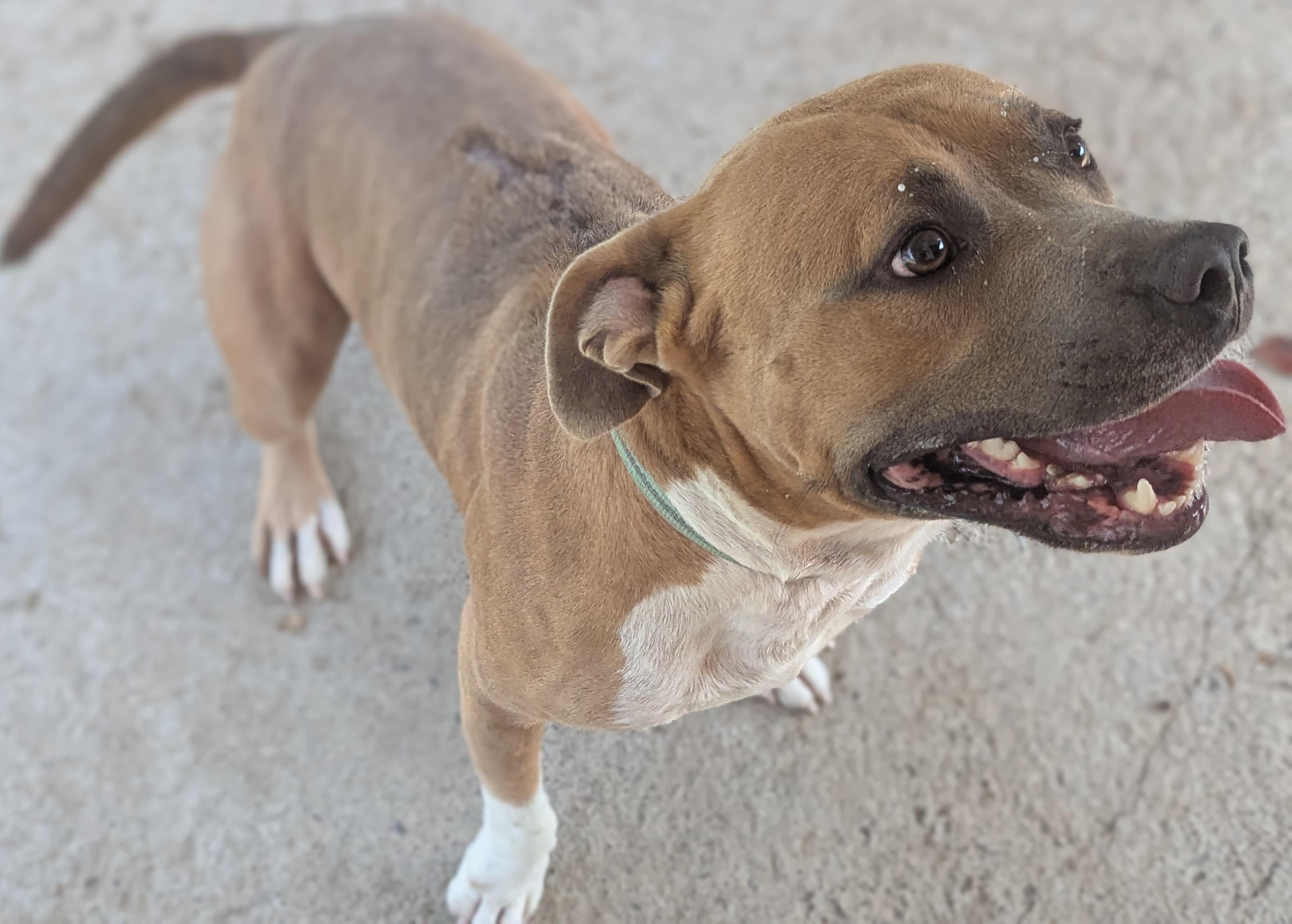 Sonic, a Adoptable Mixed Breed in Talbott, TN image 5/5