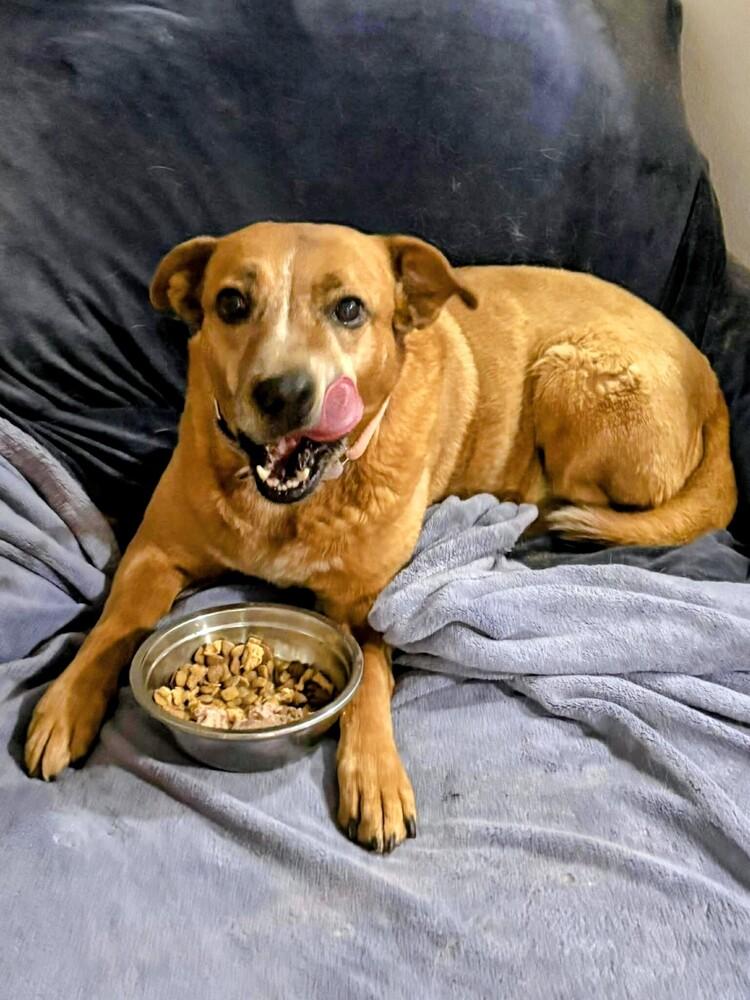 Peach, a Adoptable mixed breed in Evergreen, CO image 3/5