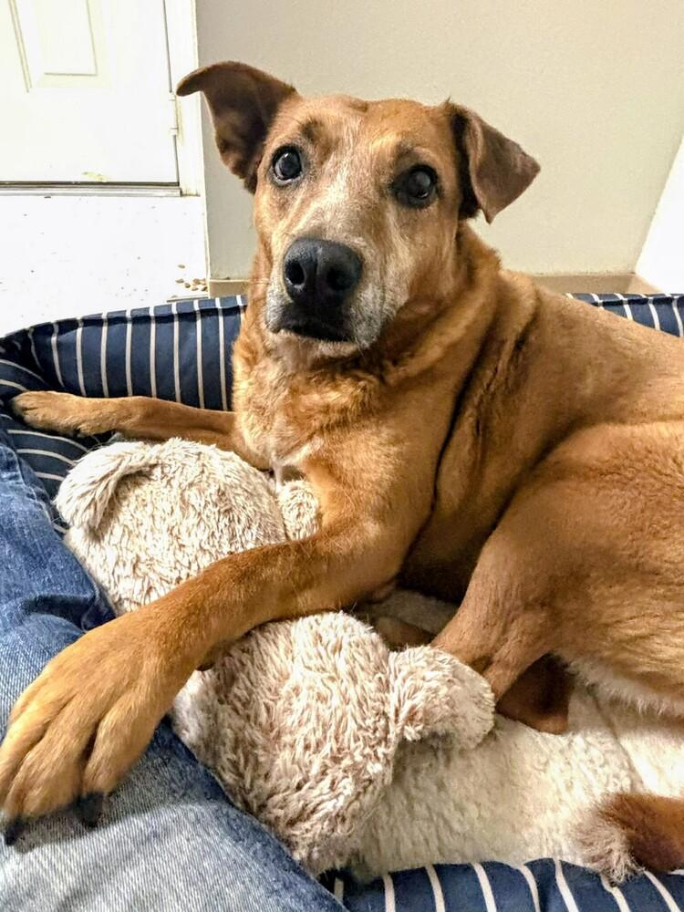 Peach, a Adoptable mixed breed in Evergreen, CO image 2/5