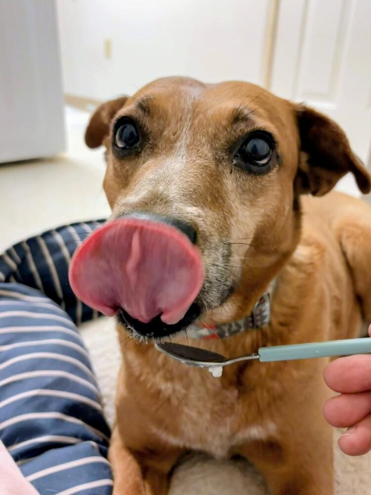 Peach, a Adoptable mixed breed in Evergreen, CO image 5/5