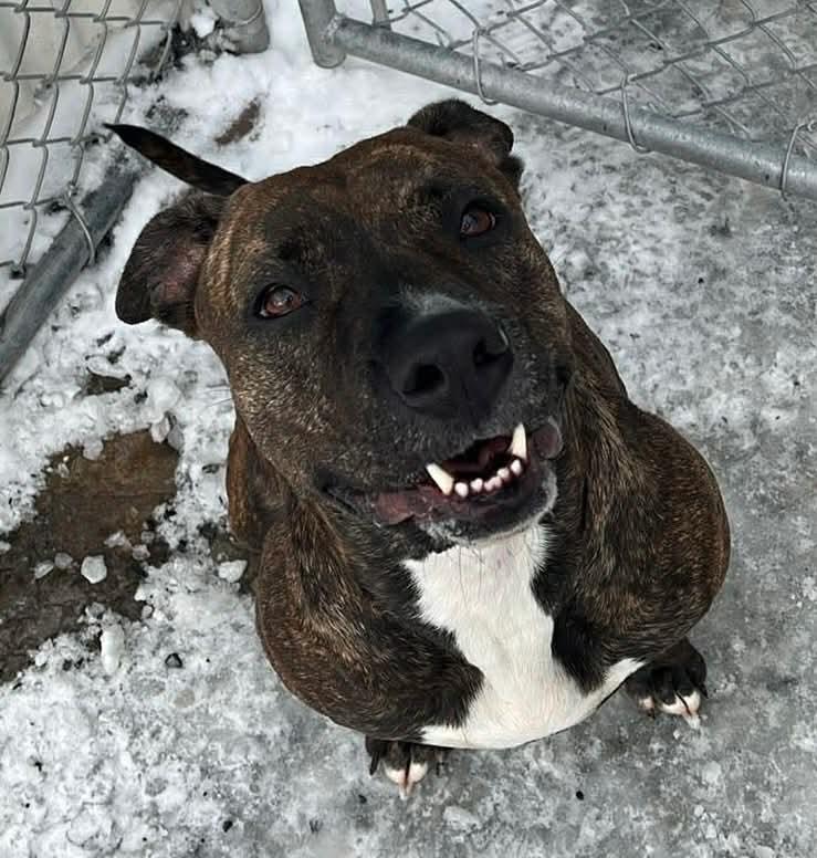 Enlarge Demi, a Adoptable mixed breed in Stahlstown, PA image 5/6