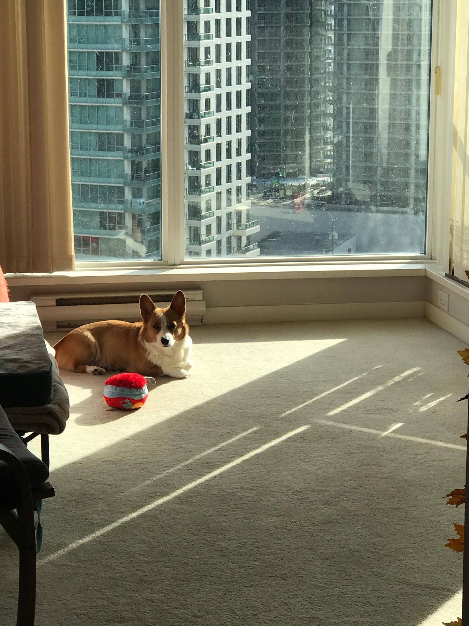 Apple, adopted, Adult Female Corgi.