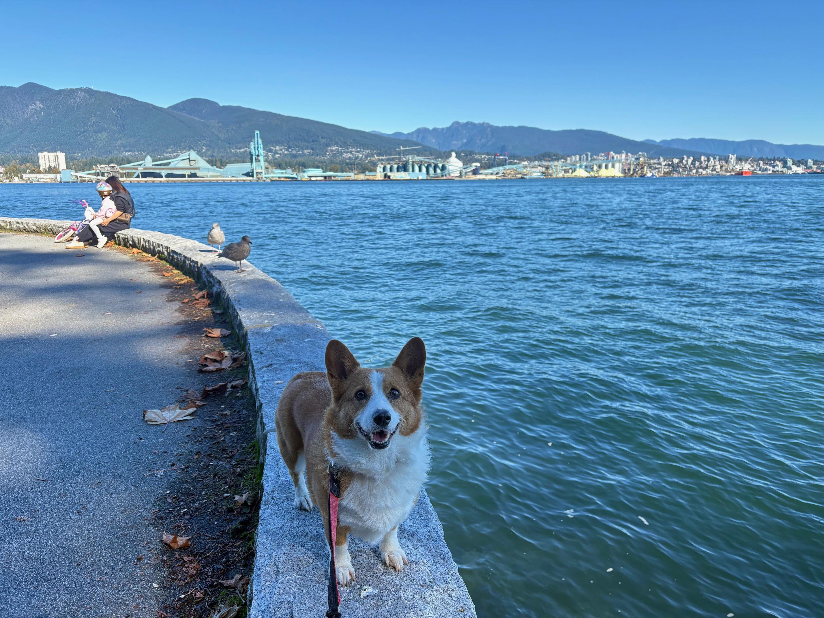 Enlarge Apple, an adopted Corgi in Surrey, BC image 2/3