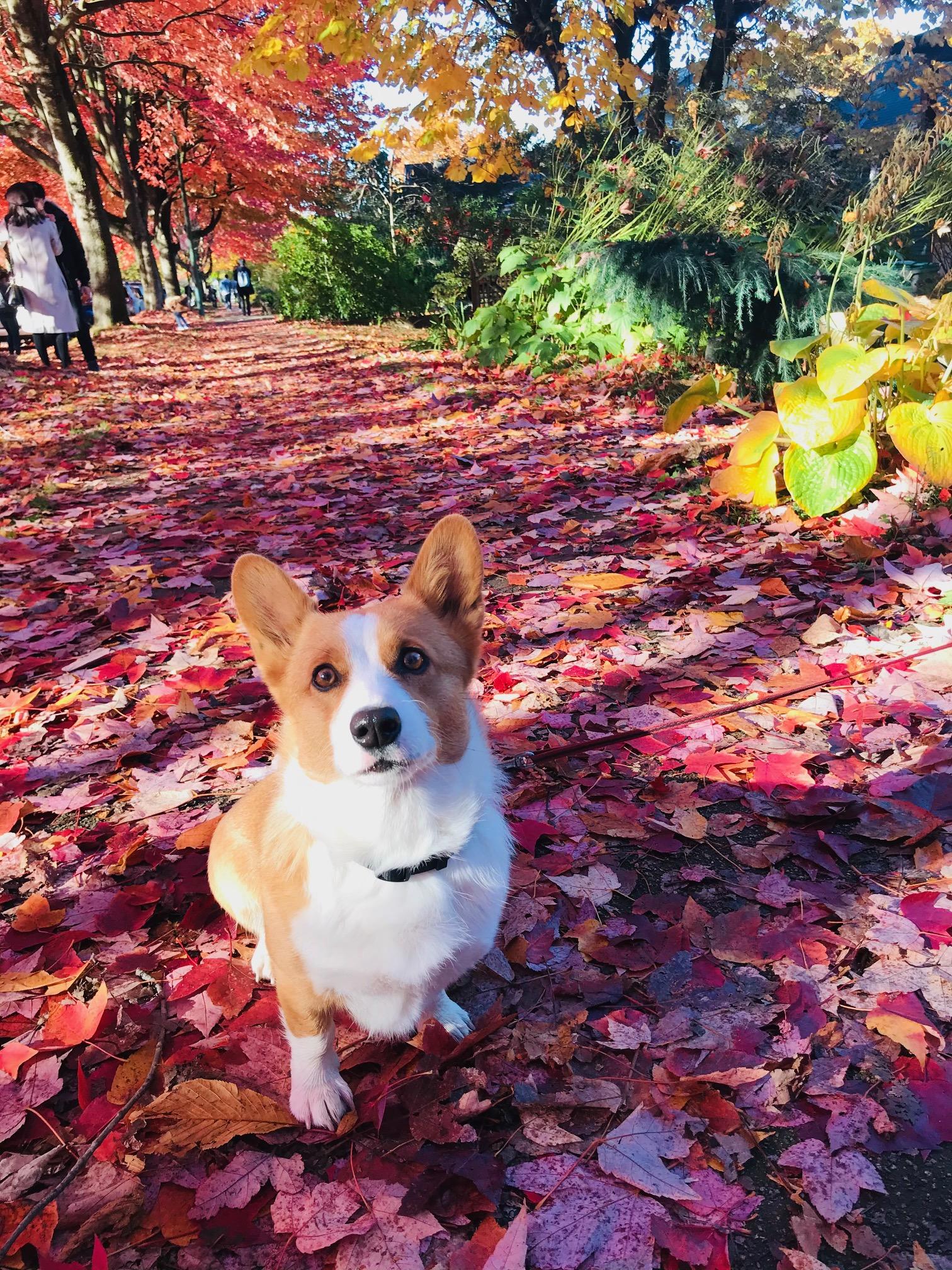 Enlarge Apple, an adopted Corgi in Surrey, BC image 3/3