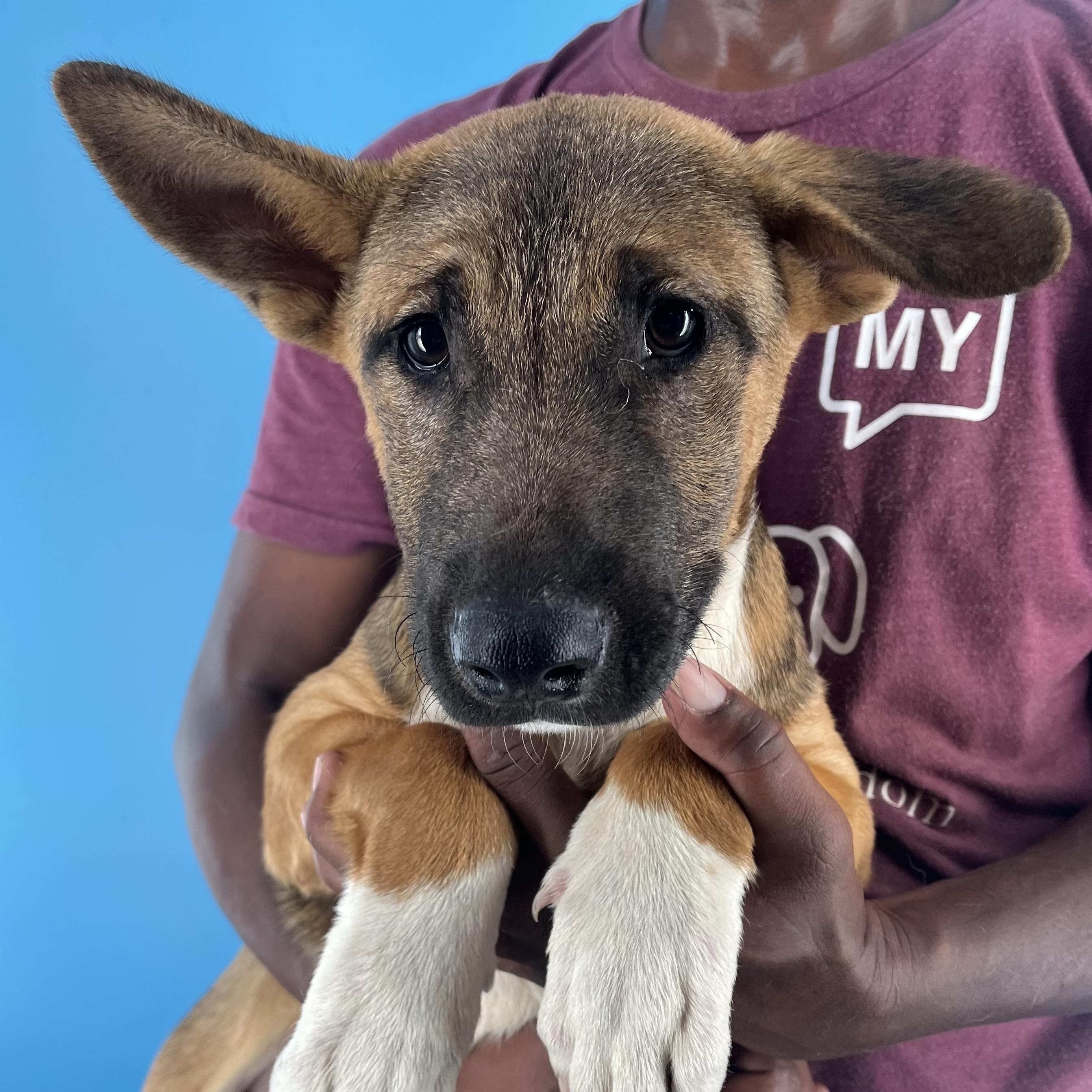 Maverick - Local August 22-24, Baby Male unknown