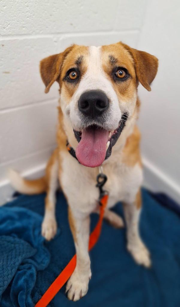 Shorty, Adoptable, Young Male Black Mouth Cur & Labrador Retriever.