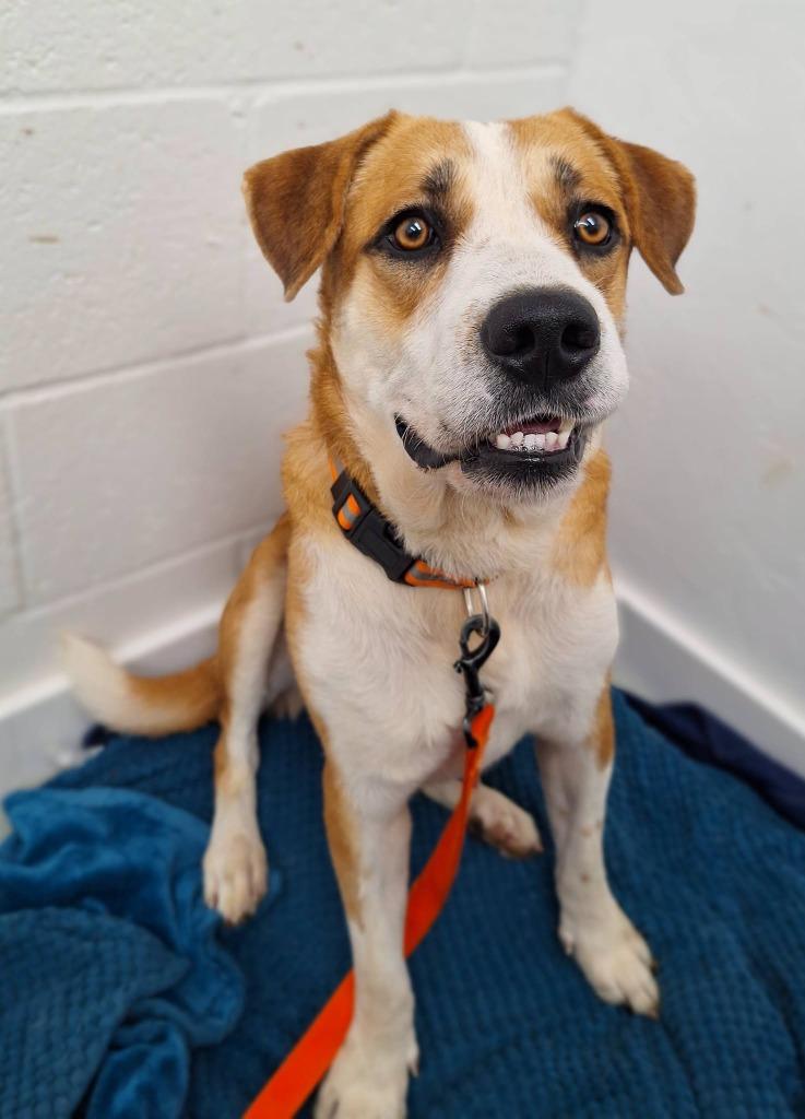Enlarge Shorty, a Adoptable mixed breed in Noble, OK image 2/4