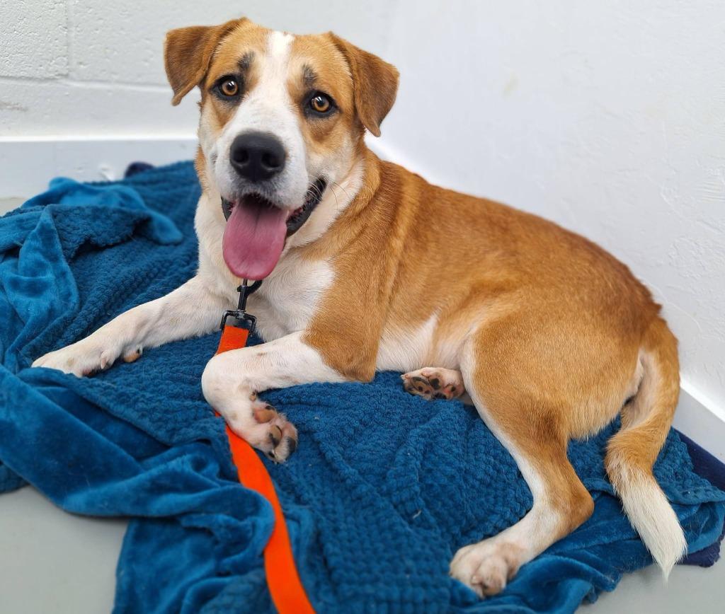 Enlarge Shorty, a Adoptable mixed breed in Noble, OK image 3/4