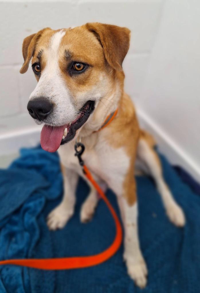 Enlarge Shorty, a Adoptable mixed breed in Noble, OK image 4/4