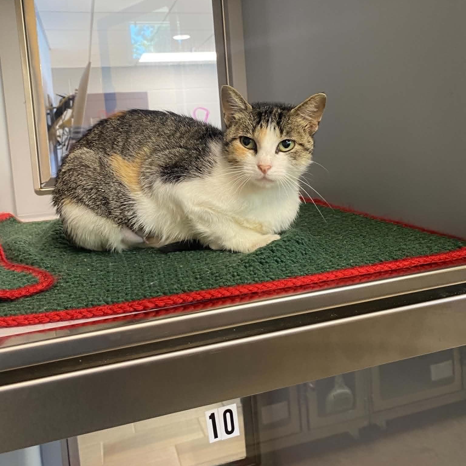 Enlarge Rose, a Adoptable Domestic Short Hair in Nevada, MO image 1/1