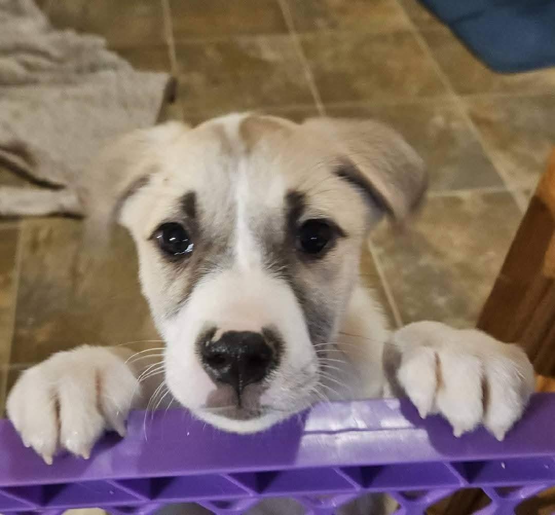 Swiss the terrier mix, Adoptable, Puppy Female Jack Russell Terrier & Husky.