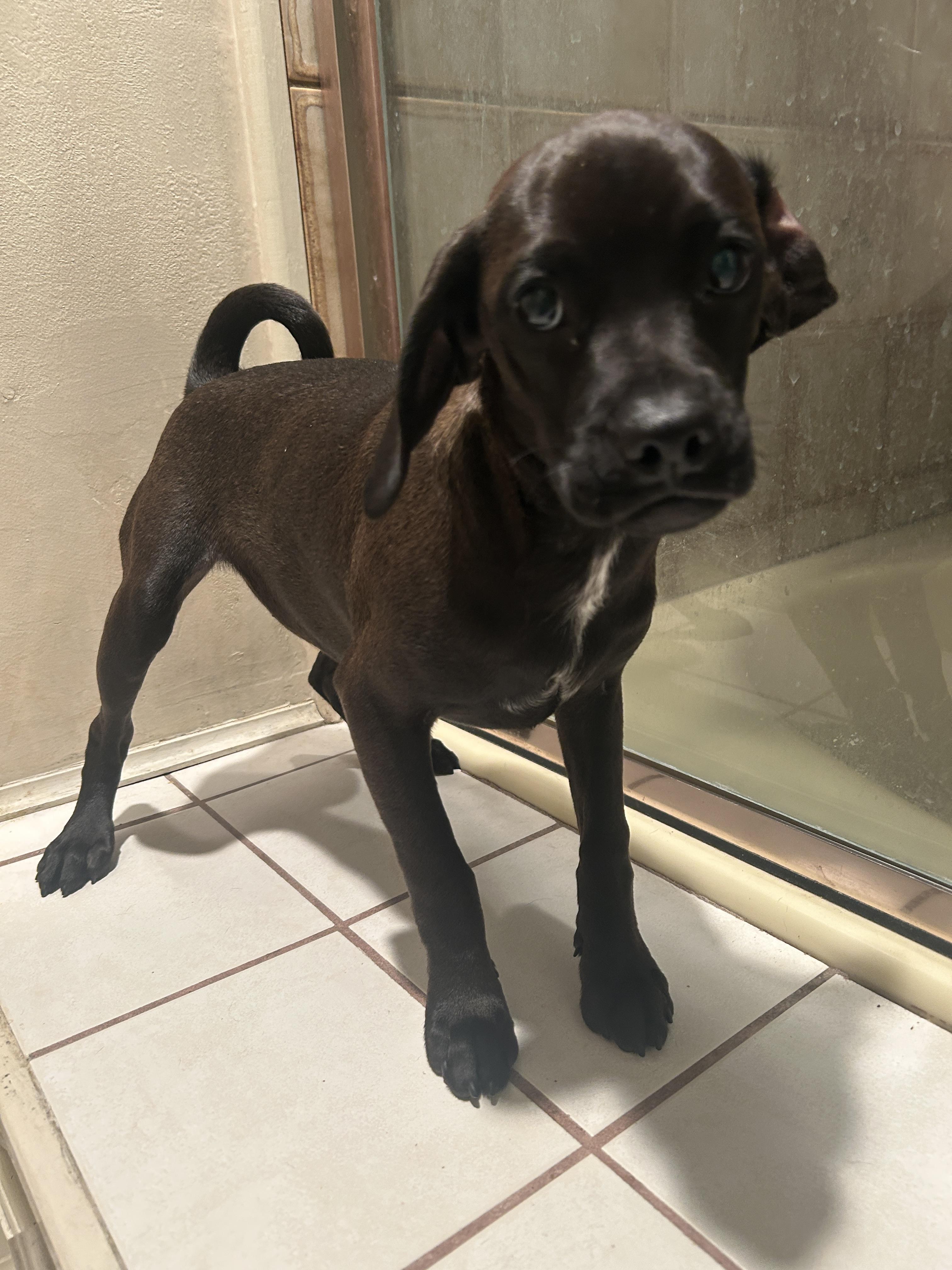 Enlarge CINDY , an adopted mixed breed in El Cajon, CA image 4/4