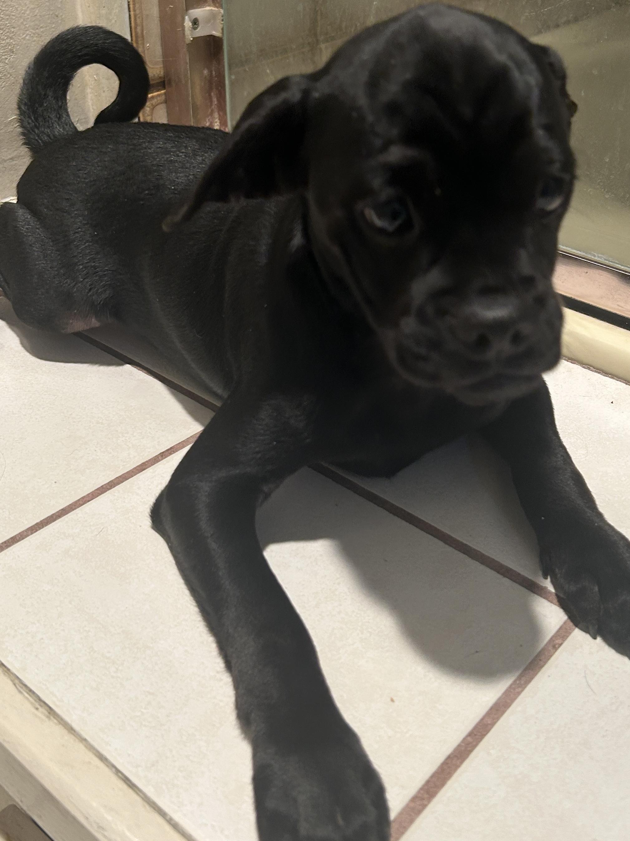 Enlarge CINDY , a ADOPTABLE mixed breed in El Cajon, CA image 4/4