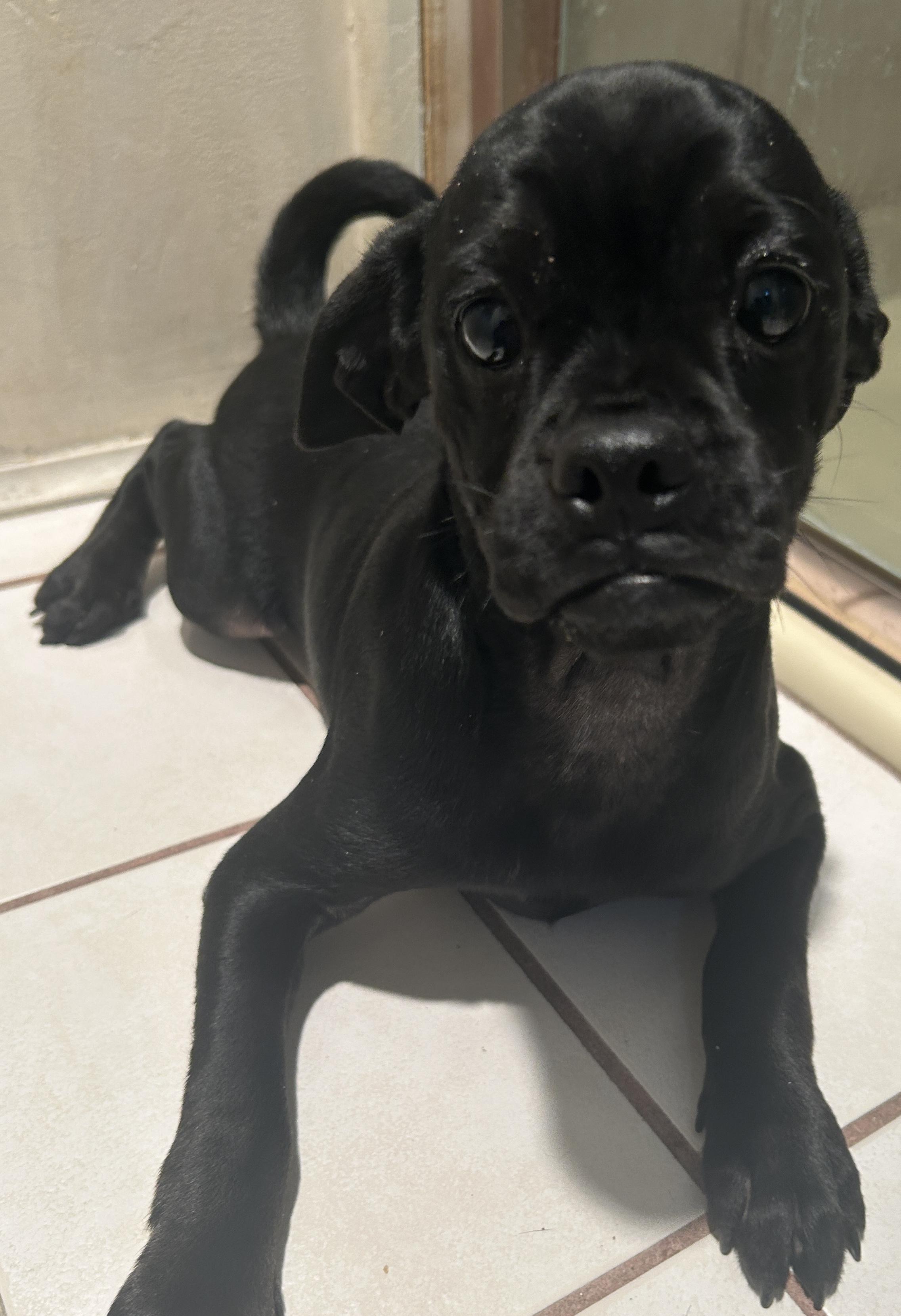 Enlarge CINDY , a ADOPTABLE mixed breed in El Cajon, CA image 3/4