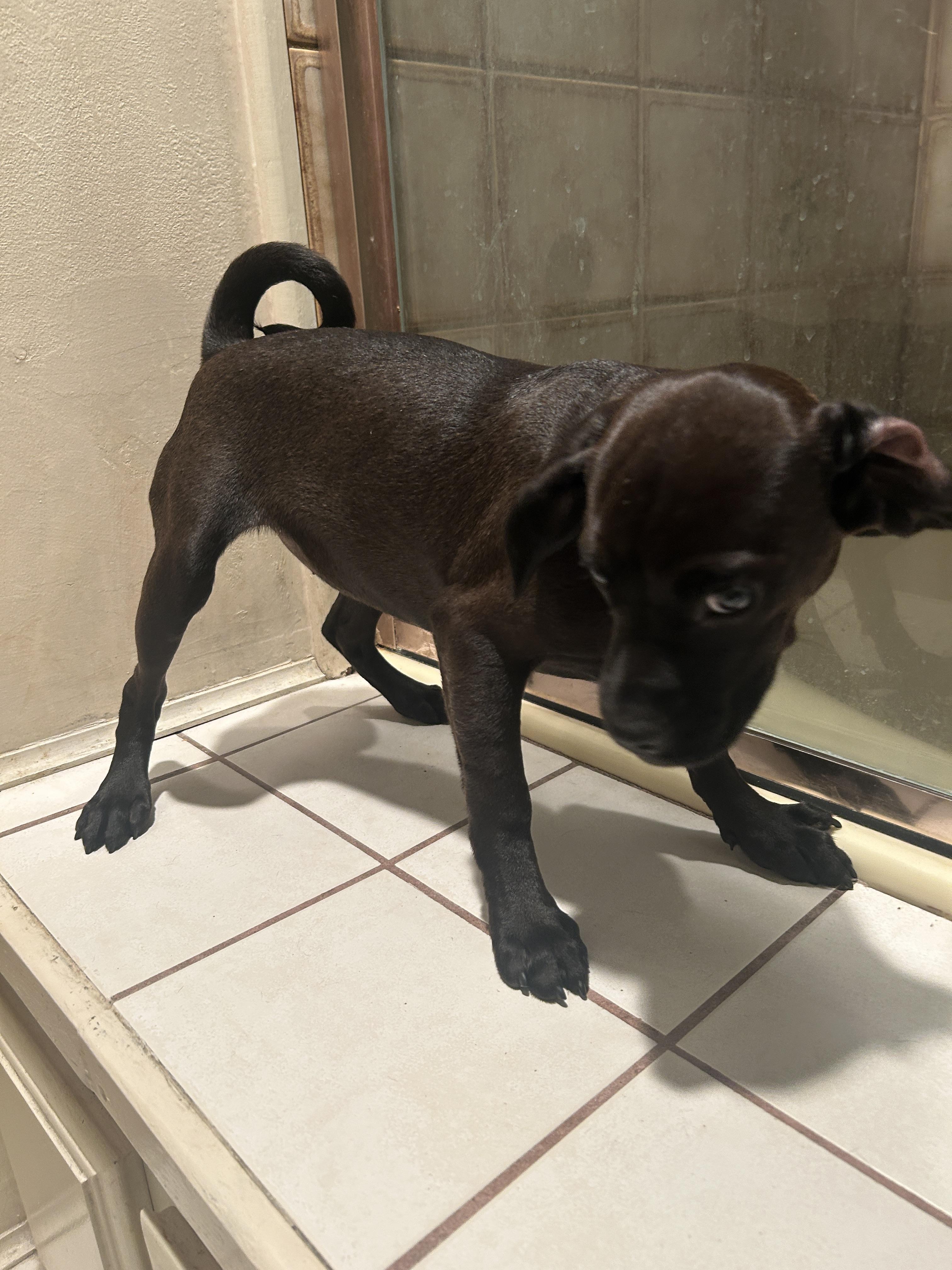 Enlarge CINDY , an adopted mixed breed in El Cajon, CA image 1/4