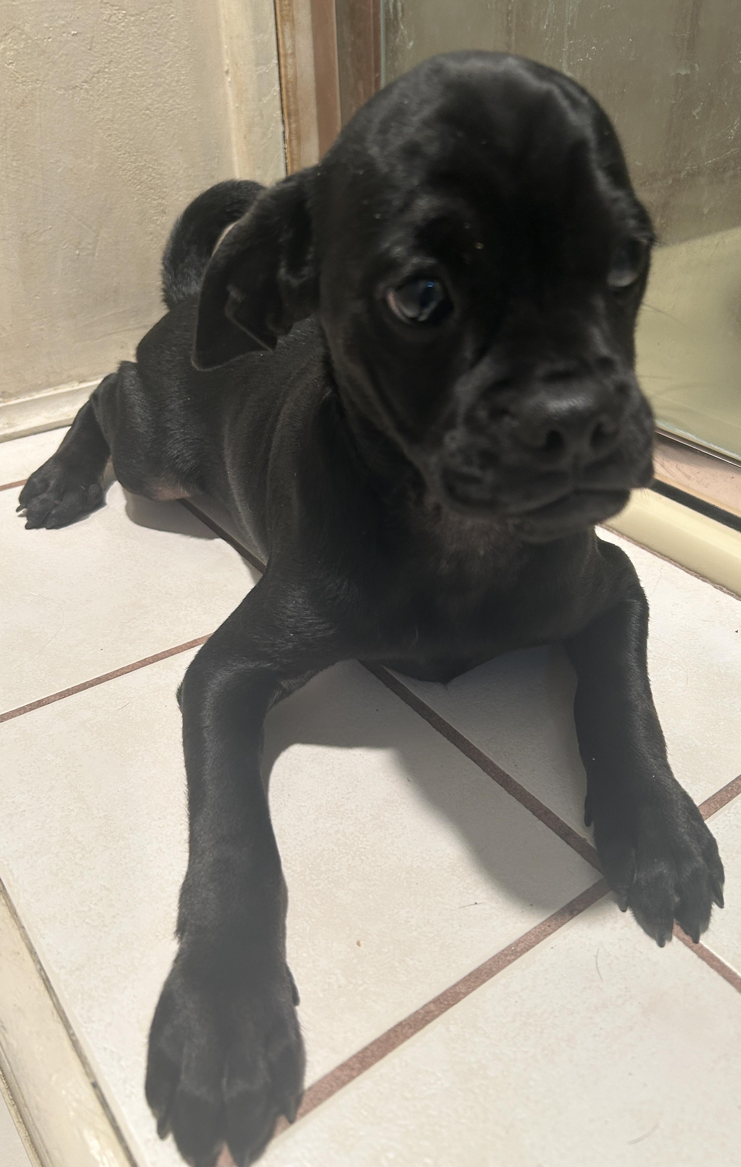 Enlarge CINDY , a ADOPTABLE mixed breed in El Cajon, CA image 1/4