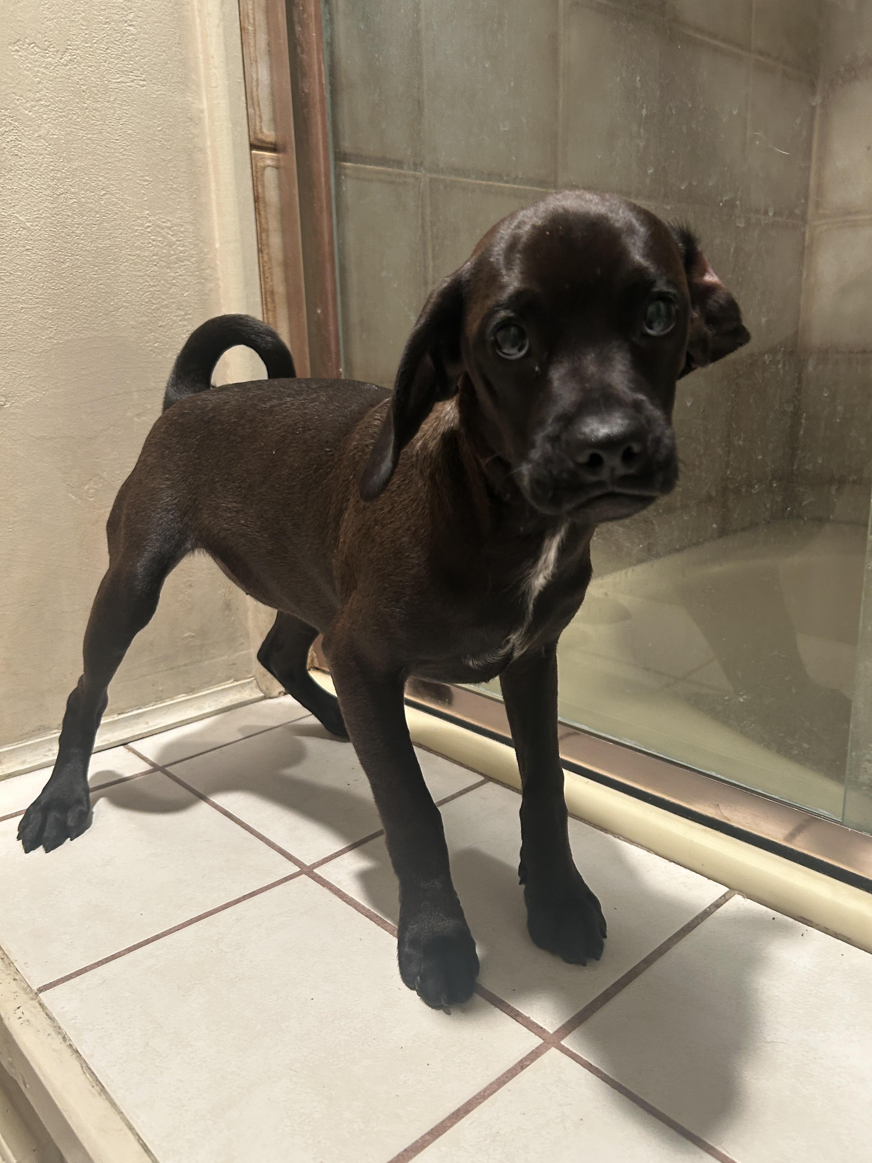 Enlarge CINDY , an adopted mixed breed in El Cajon, CA image 2/4