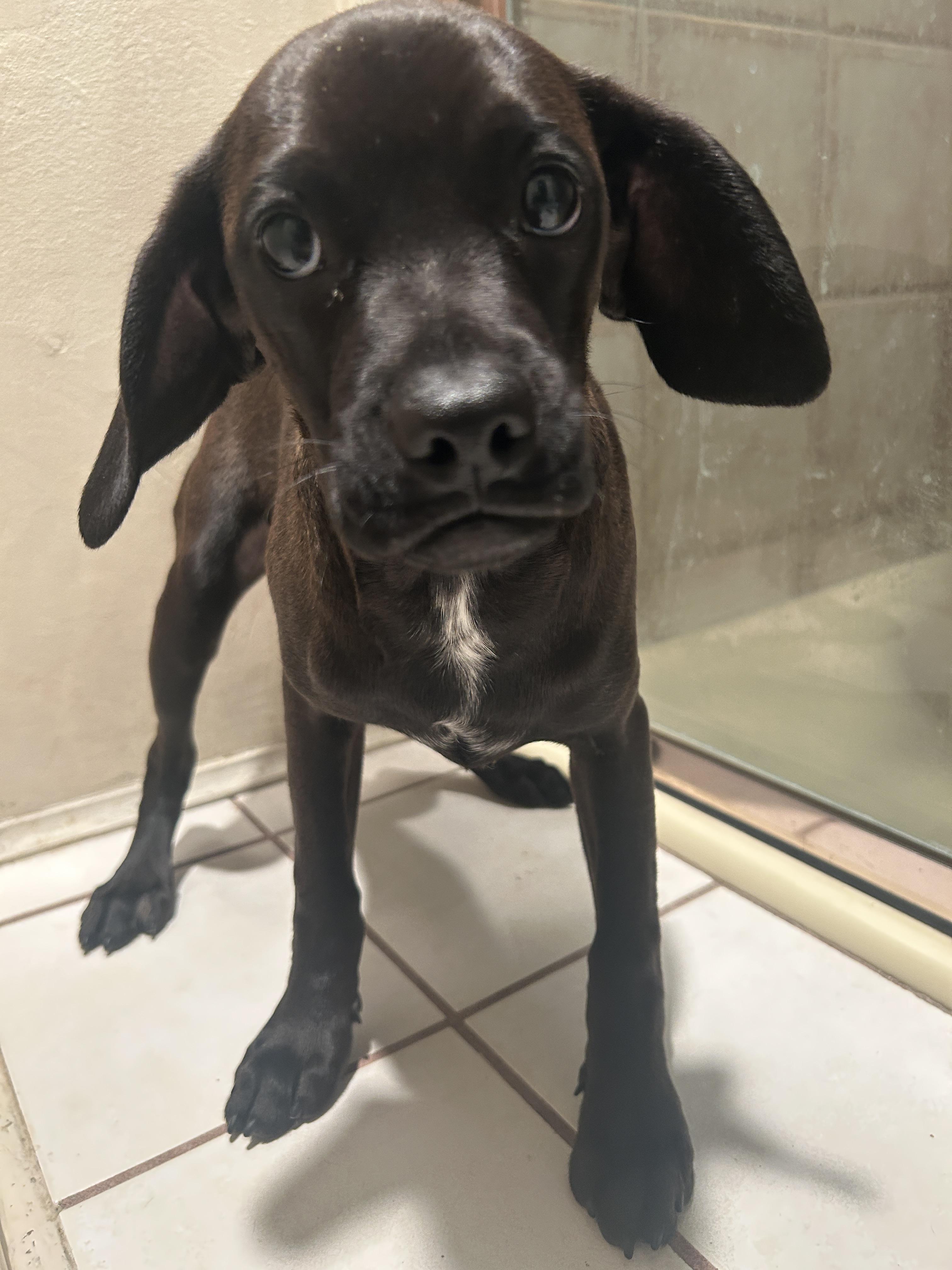 Enlarge CINDY , an adopted mixed breed in El Cajon, CA image 3/4