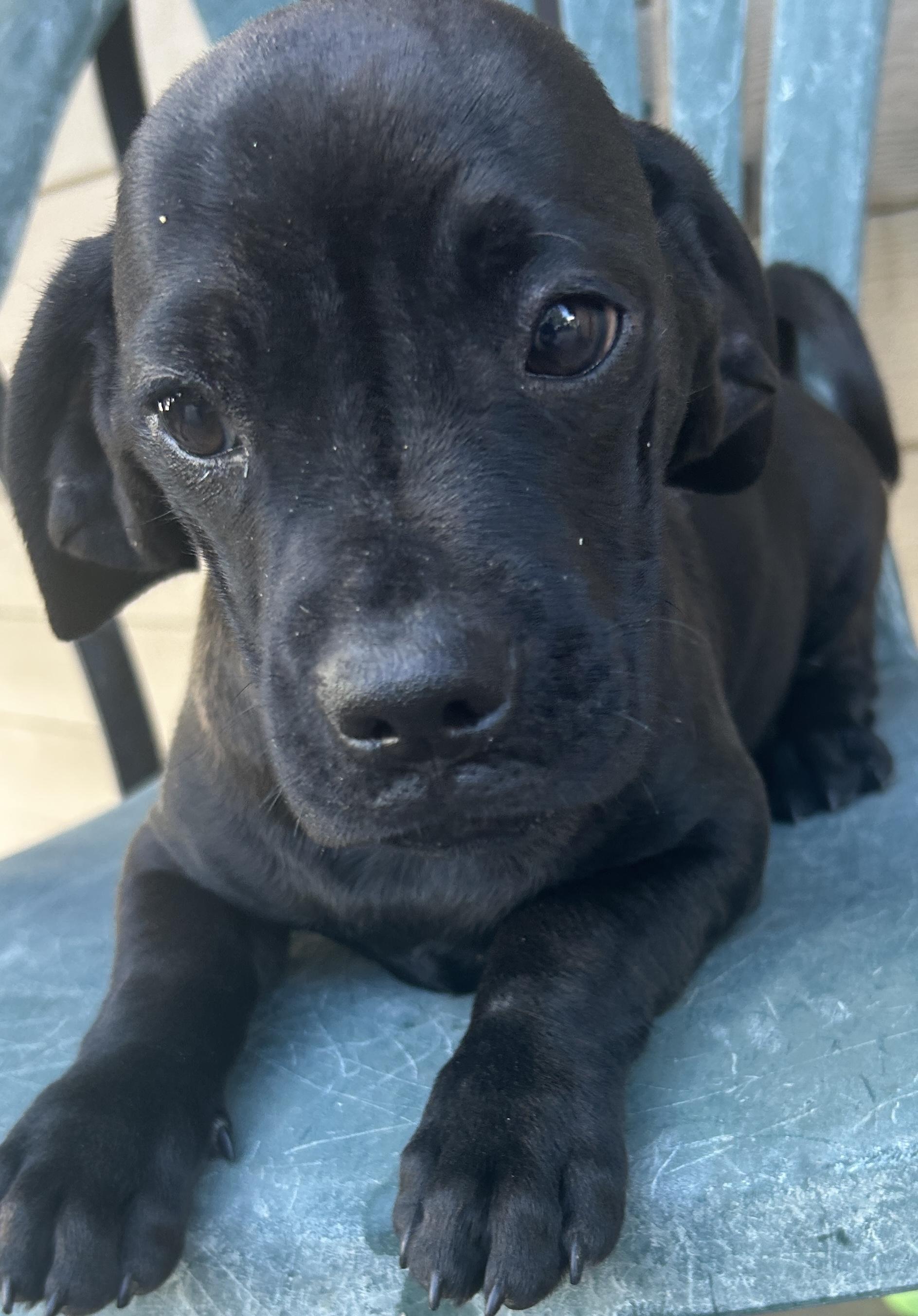 Enlarge CINDY , a ADOPTABLE mixed breed in El Cajon, CA image 2/4