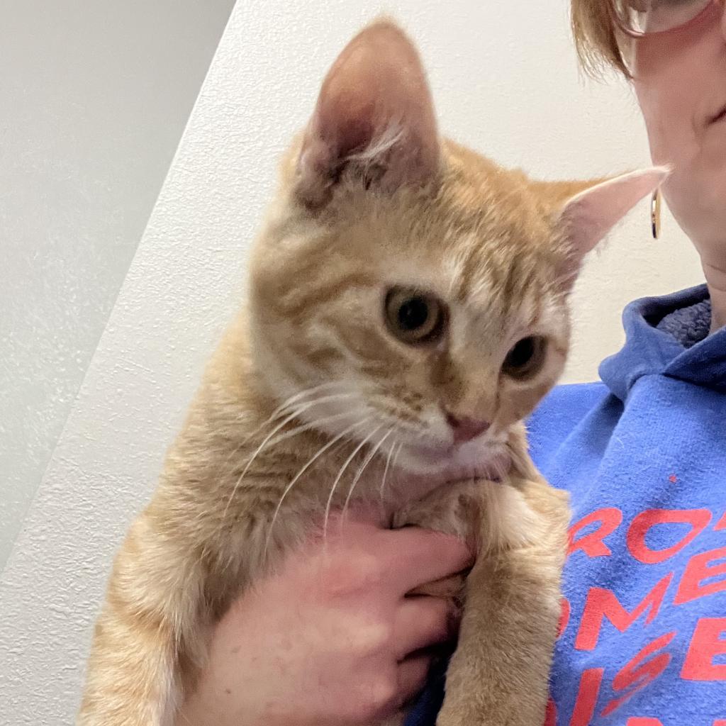 Taffy, a Adoptable Domestic Short Hair in Newton, IA image 2/4