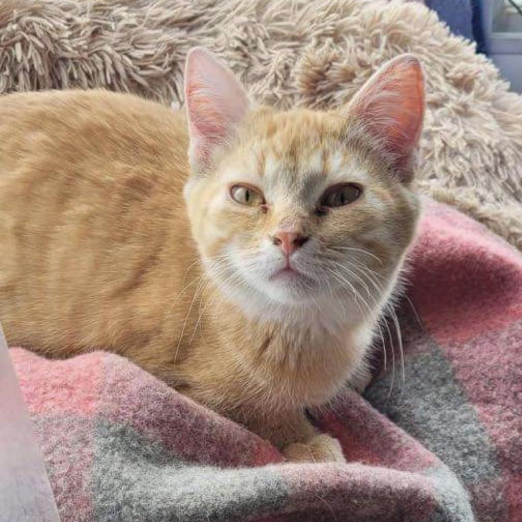 Taffy, a Adoptable Domestic Short Hair in Newton, IA image 4/4